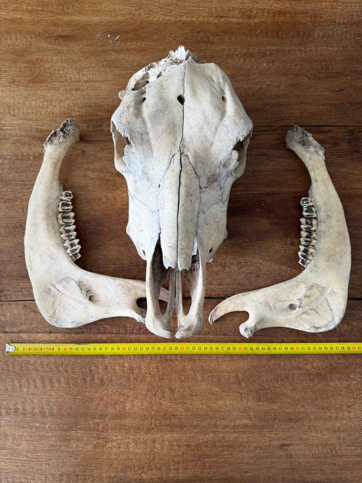 Koeien schedel met kaak, Ophalen of Verzenden