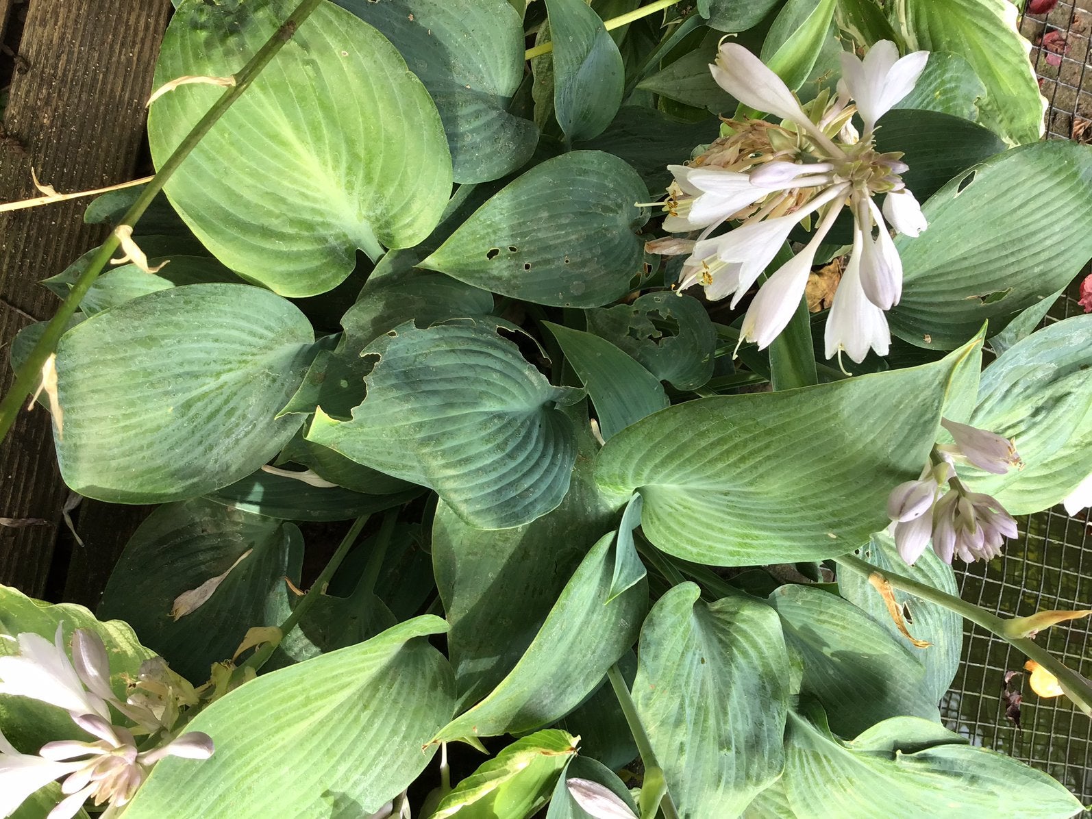 Prachtige. HOSTA plant met mooie BLOEMEN, Ophalen of Verzenden, Overige soorten, Halfschaduw