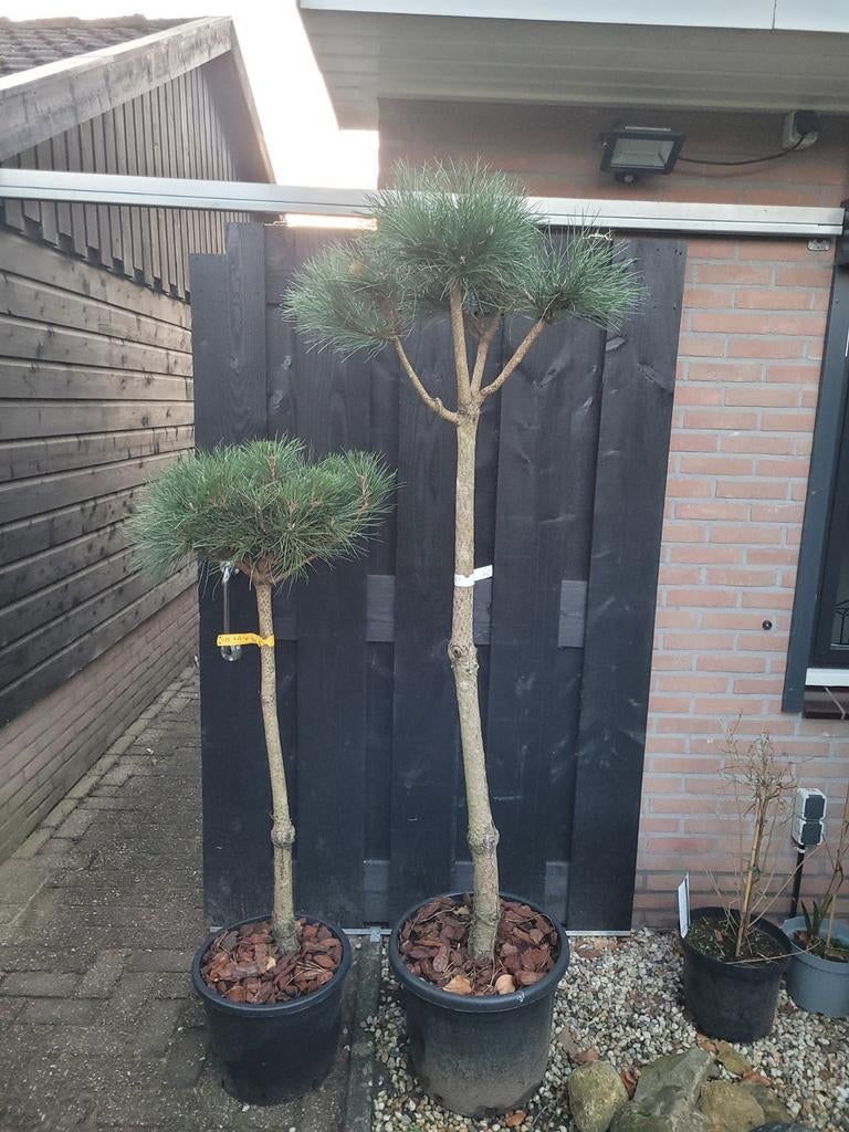 Pinus Sylvestris op stam - 150cm en 200cm, Tuin en Terras, Planten | Bomen, Bloeit niet, Overige soorten, 100 tot 250 cm, Ophalen