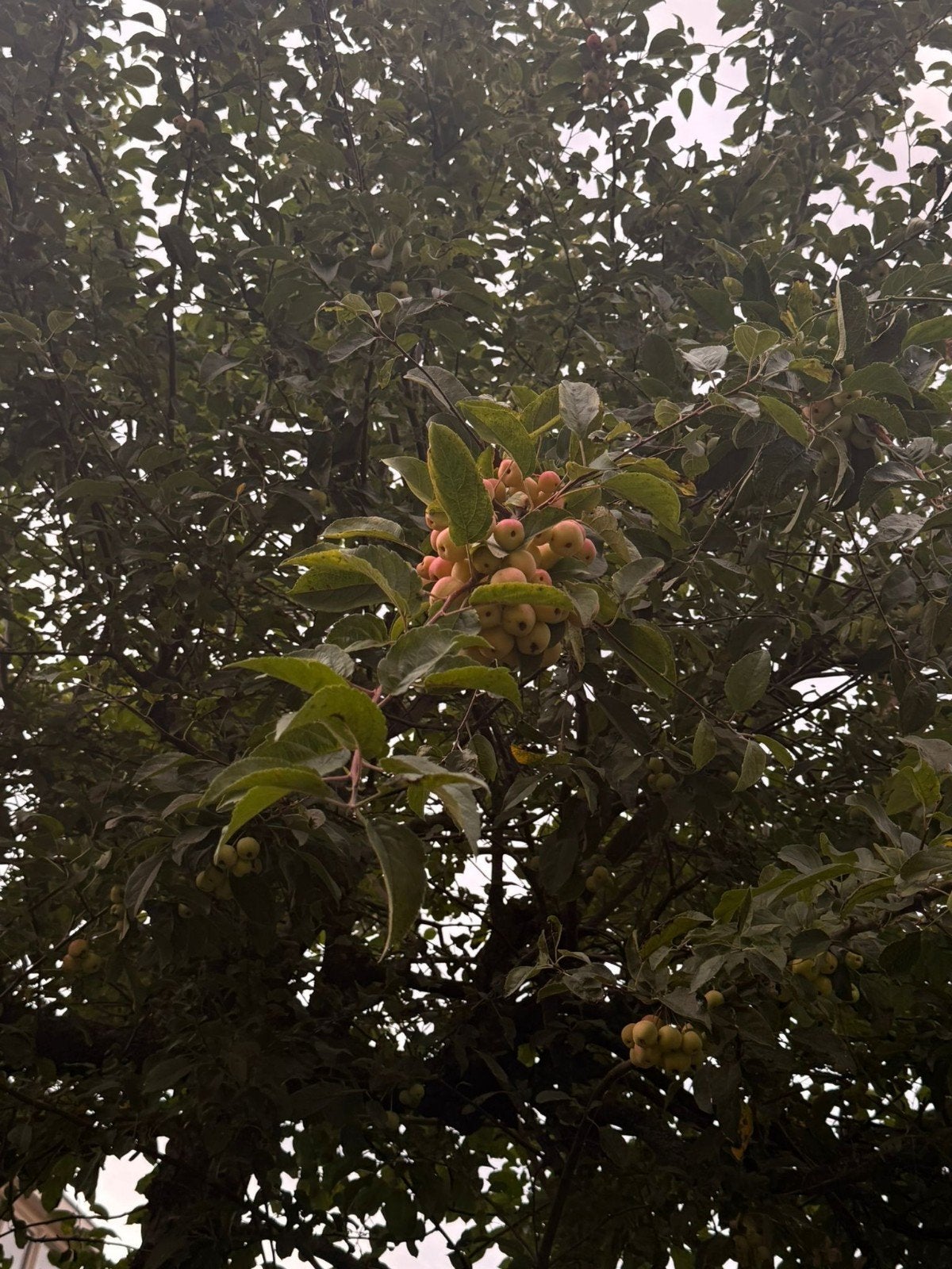 Appelboom met kleine vruchten - Hoogte 250-400 cm, Tuin en Terras, Planten | Bomen, Overige soorten, Lente, 400 cm of meer, Ophalen