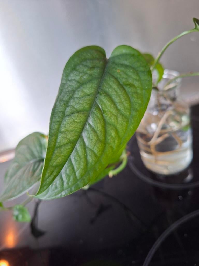 Monstera Siltepecana, Ophalen of Verzenden, Halfschaduw, Minder dan 100 cm