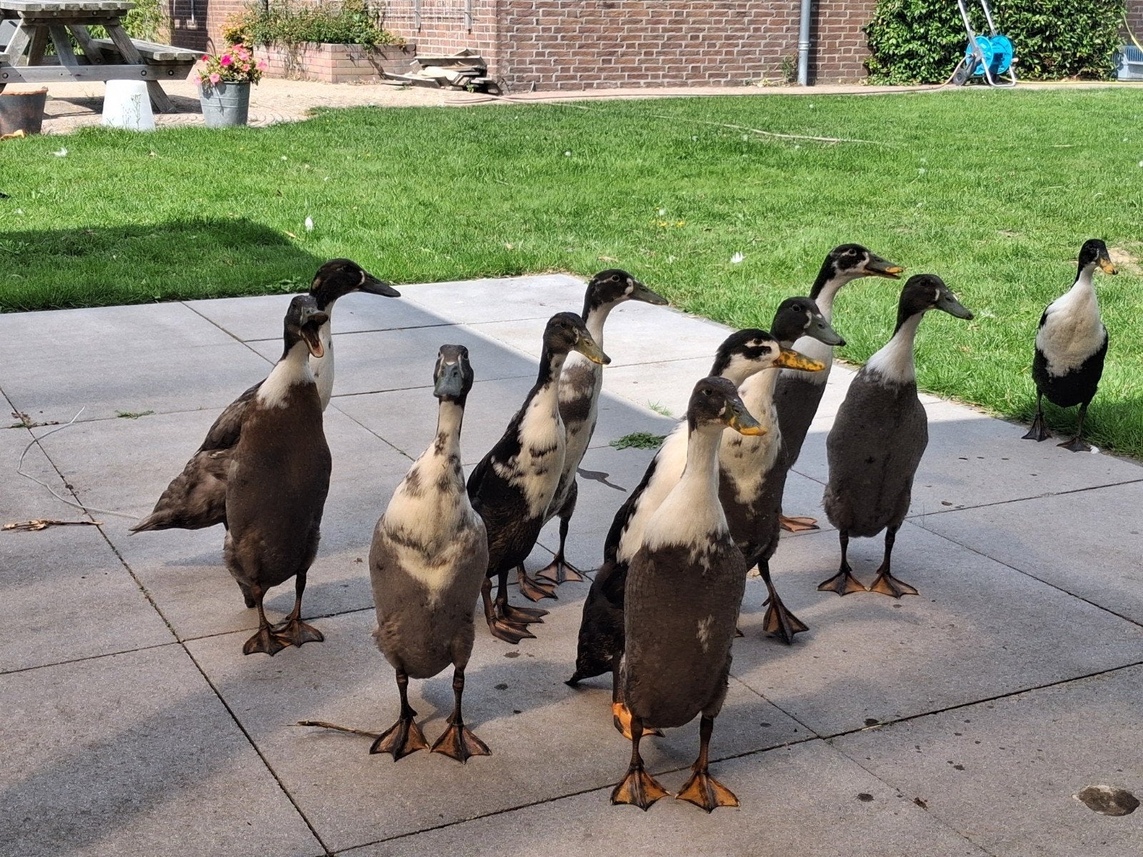 Indische loopeend, Dieren en Toebehoren, Pluimvee, Geslacht onbekend, Eend