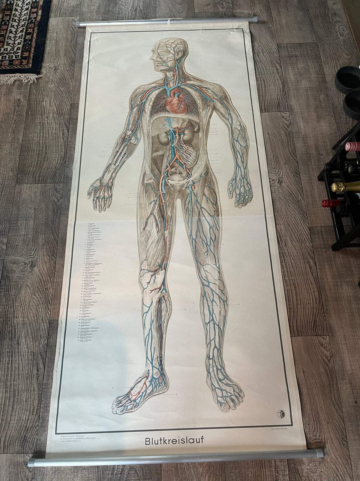 Vintage Anatomische Schoolplaat - Menselijk Lichaam (1952), Antiek en Kunst, Ophalen of Verzenden