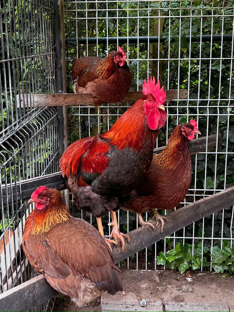 Welsumer kuikens (hengarantie), Dieren en Toebehoren, Vrouwelijk, Kip