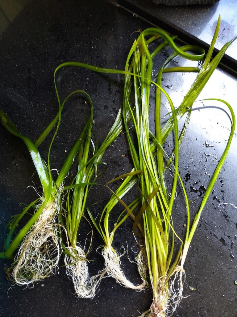 Vallisneria spiralis 5 mooie planten, Ophalen of Verzenden, Plant(en), Steen of Hout