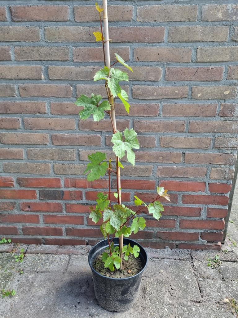 Blauwe druif zaailing, Tuin en Terras, Planten | Fruitbomen, Ophalen, Minder dan 100 cm, Overige soorten, Zomer