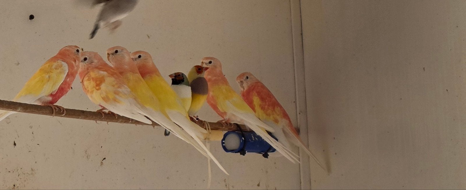 Bourke parkieten, Dieren en Toebehoren, Mannelijk