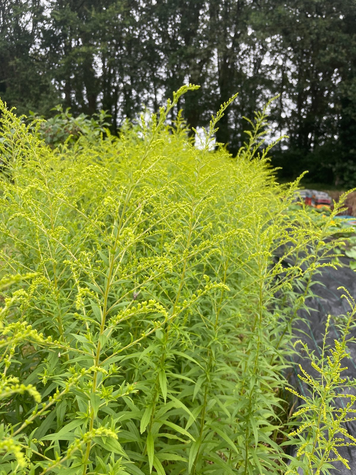 Net Mimosa - Sierlijke plant met gele bloemen, Volle zon, Vaste plant, Herfst, Ophalen