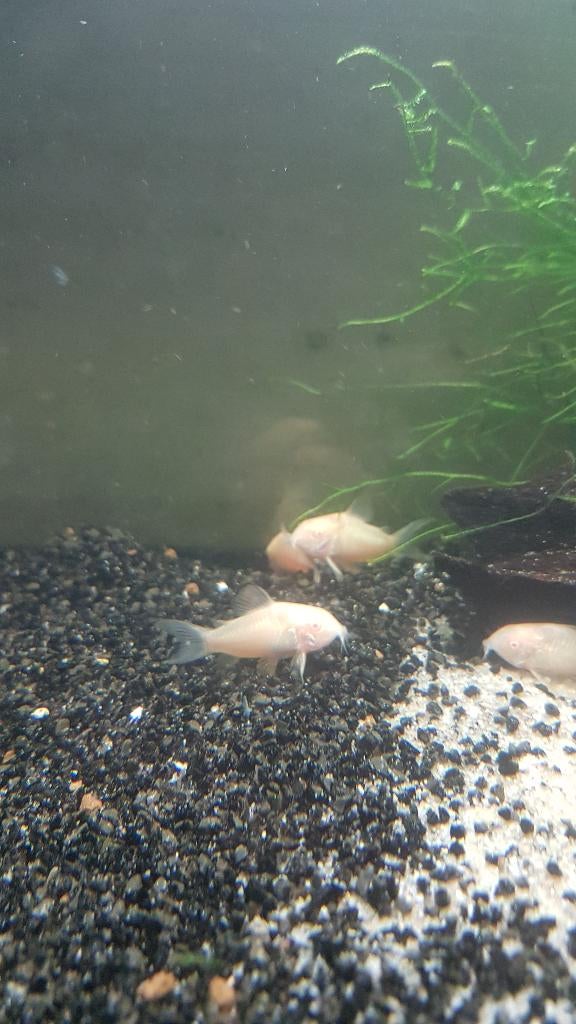 Corydora albino, Vis, Zoetwatervis, Schoolvis