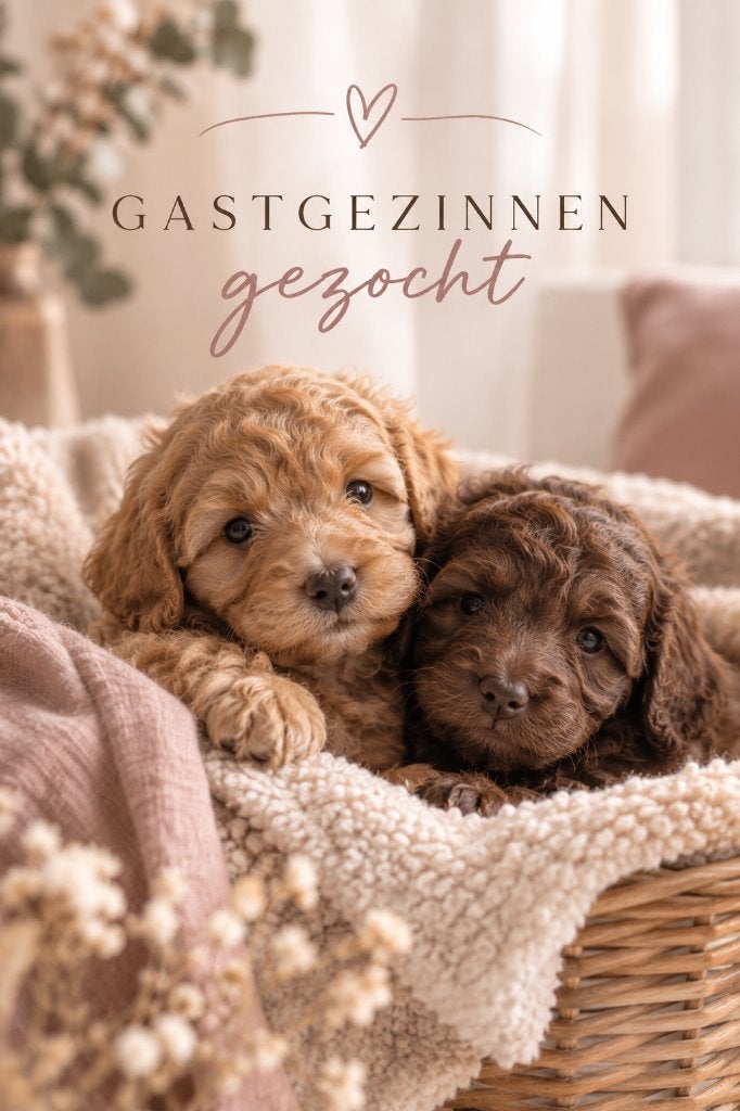 Gastgezin gezocht voor Mini Australian Labradoodle, Dieren en Toebehoren, 8 tot 15 weken, Teef, Meerdere, Klein