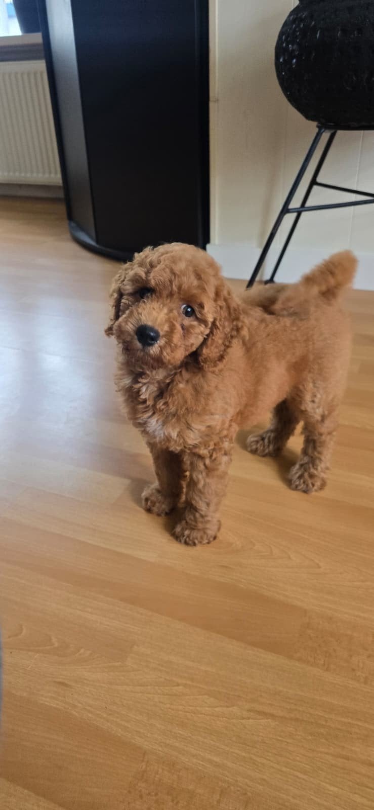 Sproodle medium puppies F1bb poedel merle doodle, Poedel, 8 tot 15 weken, Meerdere, Meerdere dieren