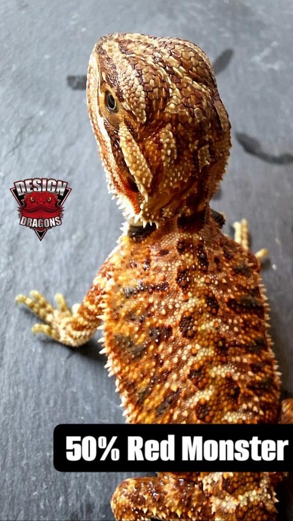 50% Red Monster vrouwtje (nakweek) baardagaam Bearded Dragon - female for sale from Design Dragons