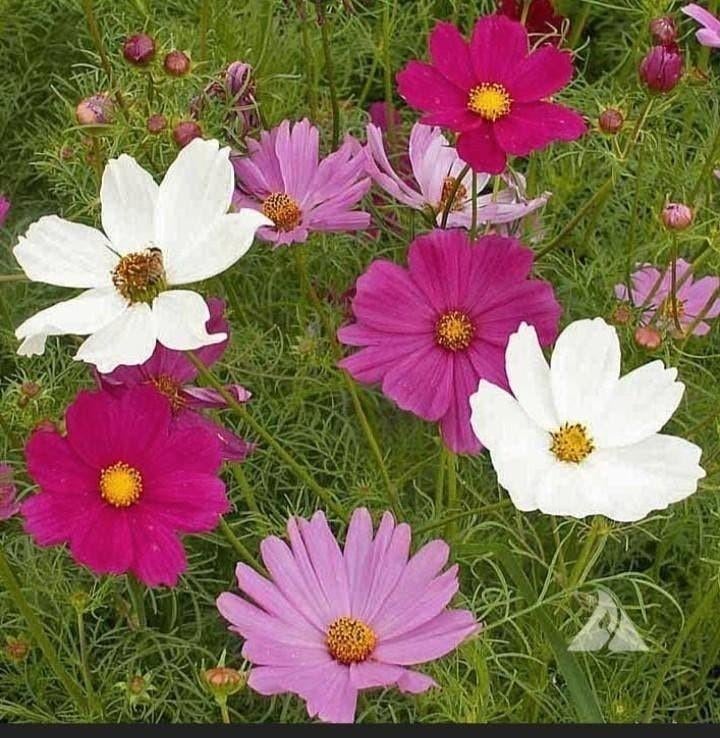Zaden Cosmea mix - Cosmos bipinnatus mix, Verzenden, Voorjaar, Volle zon, Zaad