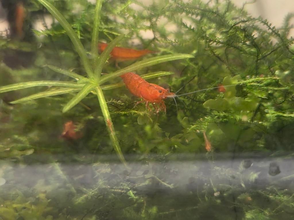 Rode garnalen, Dieren en Toebehoren, Vissen | Aquariumvissen, Kreeft, Krab of Garnaal
