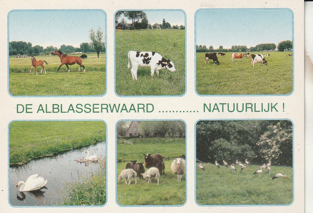 Ansichtkaart De Alblasserwaard Natuurlijk! Dieren, Ophalen of Verzenden, 1980 tot heden, Ongelopen, Zuid-Holland
