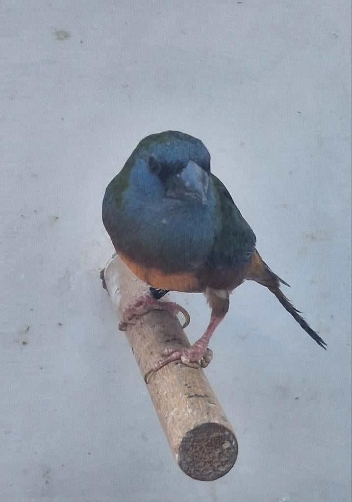 Indische nonpareil geelbuik, Mannelijk, Tropenvogel, Geringd