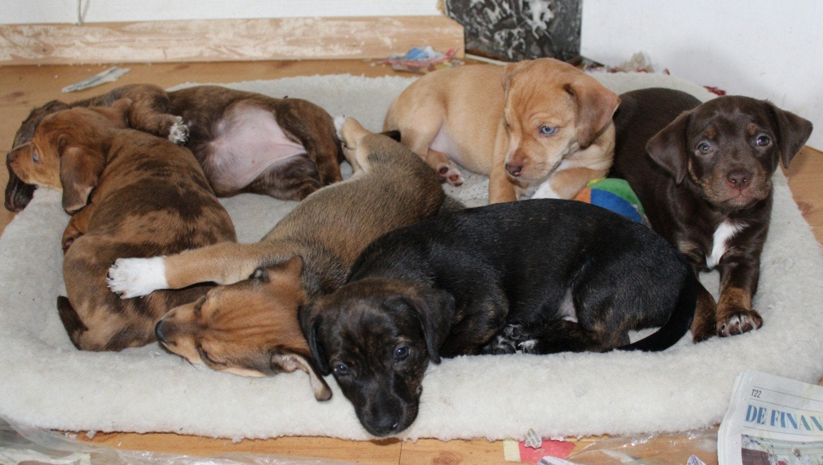 Bijzonder gekleurde Jack Russell pups, Jack Russell Terriër, 8 tot 15 weken, Meerdere, Meerdere dieren