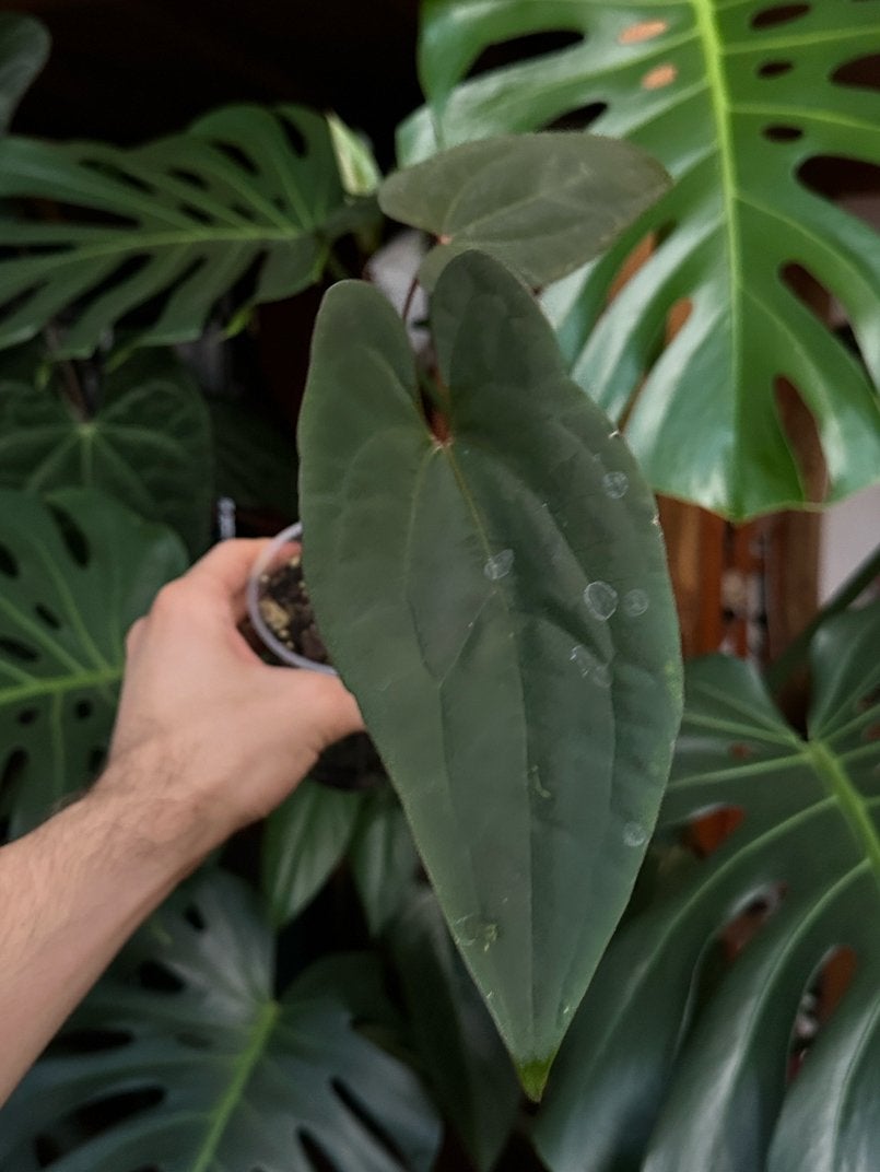 Anthurium RV papillilaminum x papillilaminum Daniel (stek), Ophalen of Verzenden, Halfschaduw, Minder dan 100 cm