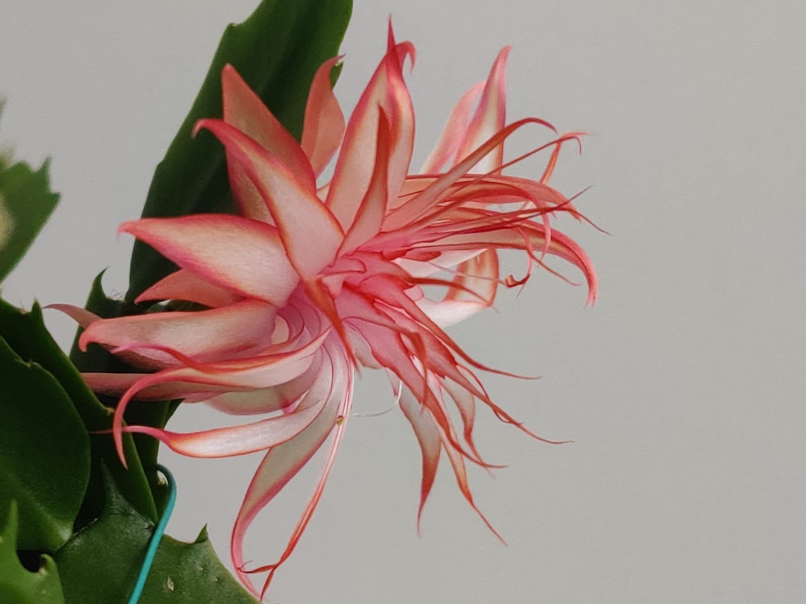 Schlumbergera 'Lady of Flames' (double) stek ongeworteld, Verzenden, Halfschaduw, Minder dan 100 cm