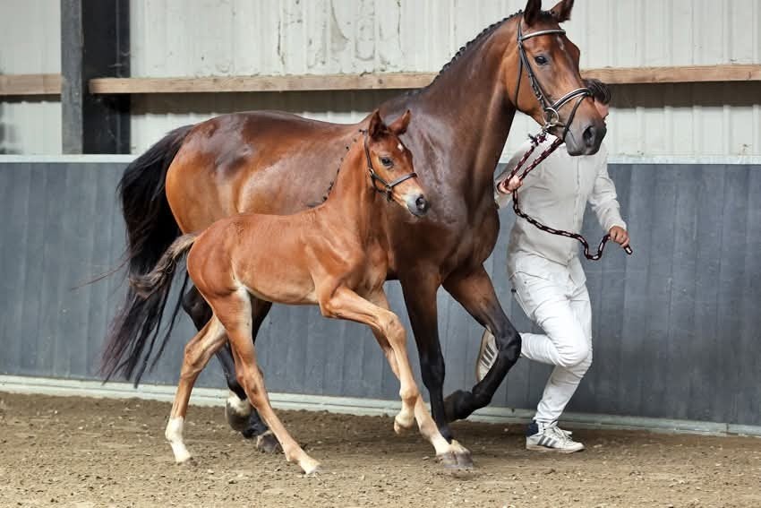 Leuke nrps merrie, Merrie, Springpaard, Met stamboom, 3 tot 6 jaar