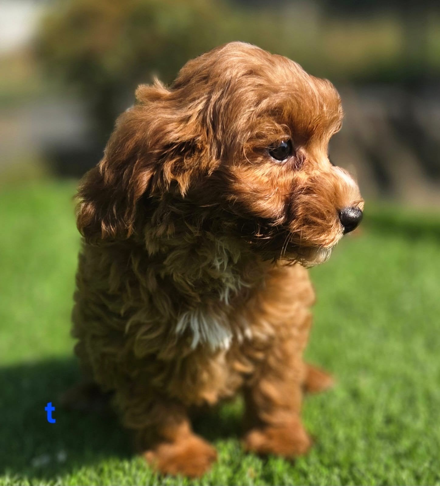 Te koop mooie Cavapoo pup Cavelier x Dwerg Poedel F2