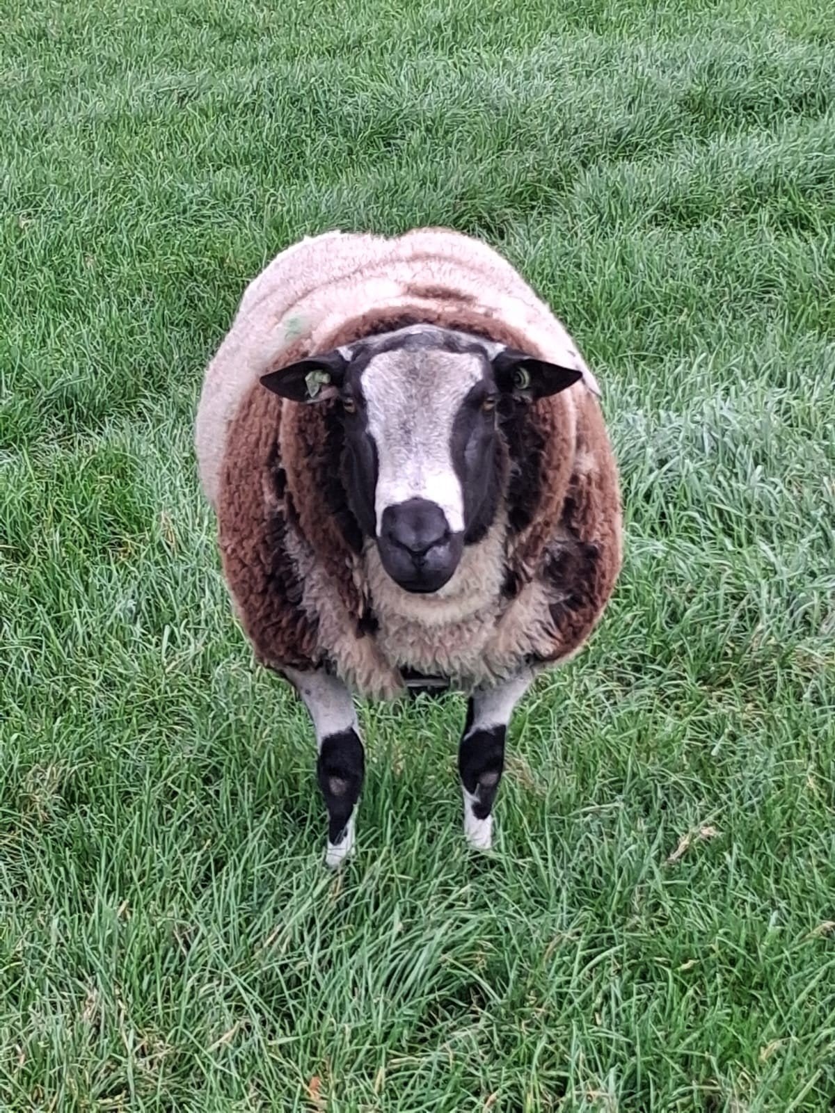rammen, Dieren en Toebehoren, Mannelijk, Schaap