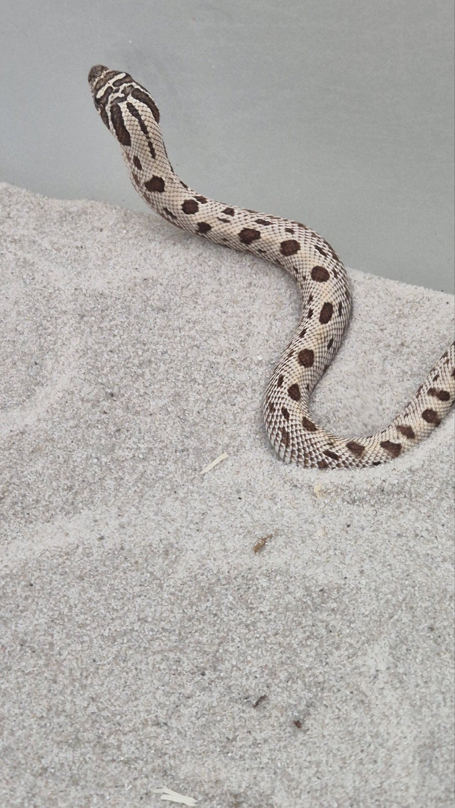 Haakneusslang het toffee Hognose Snake - female for sale from De Jong