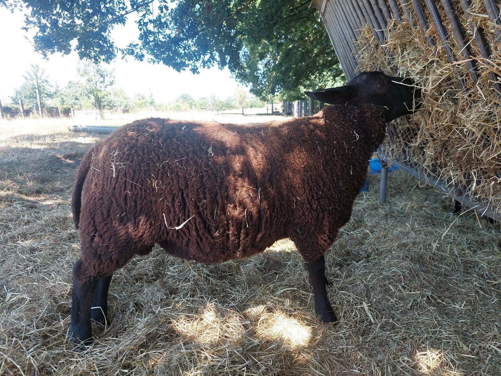 Zwarte dekram, hoge meerling factor, Dieren en Toebehoren, Schapen, Geiten en Varkens, Mannelijk, Schaap