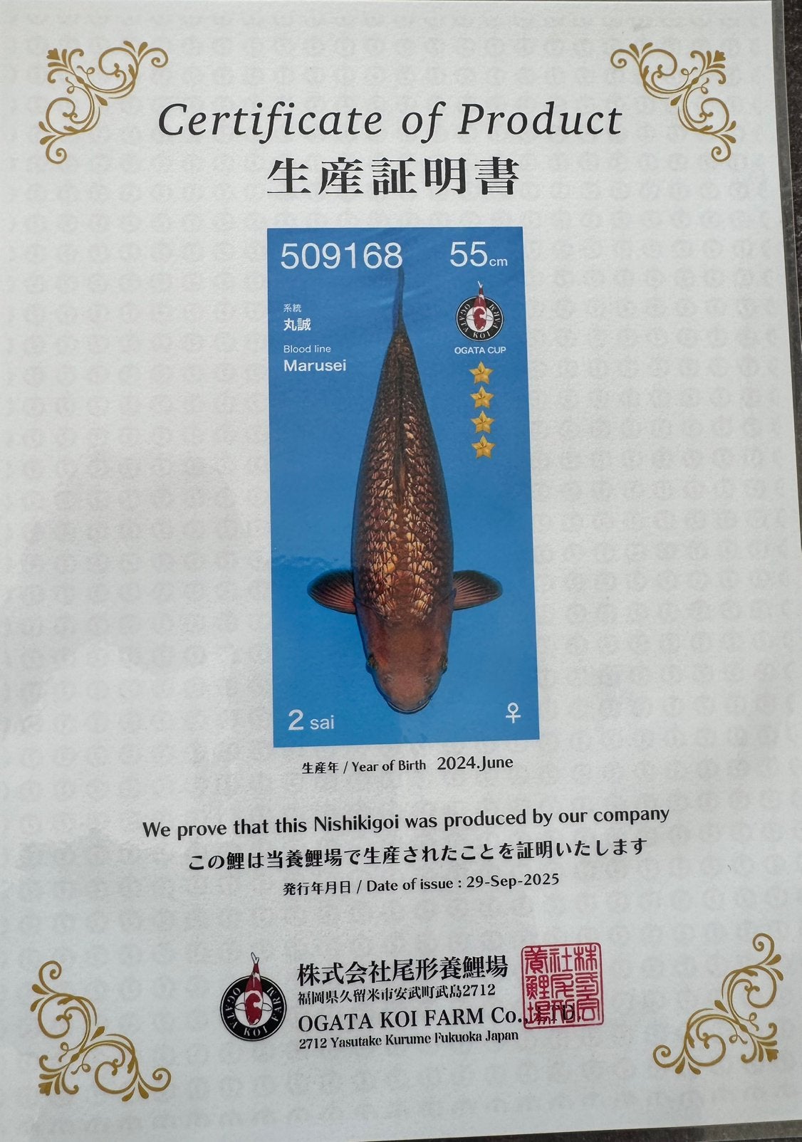 GINRIN CHAGOI / SANKE / (G) KOHAKU, Karper of Koi