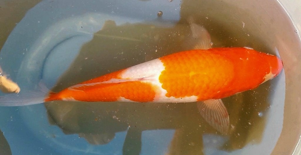 Mooie Japanse Kohaku, Dieren en Toebehoren, Karper of Koi