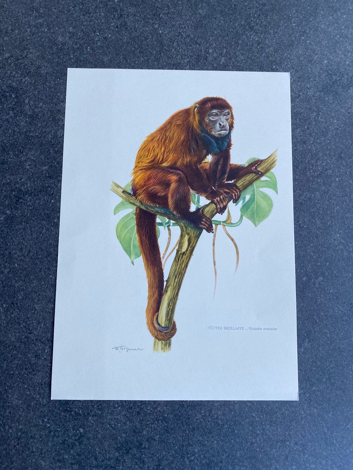 13 prenten zoogdieren soorten apen 19x27 samen 25 euro, Antiek en Kunst, Ophalen of Verzenden, Natuur en Biologie