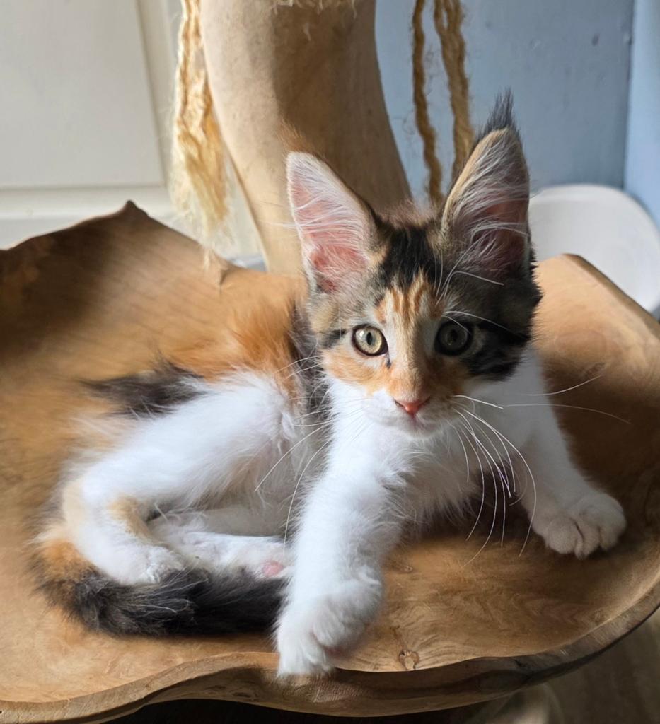 Prachtig mooi rasecht maine coon poesje met stamboom, Poes, Met stamboom, 0 tot 2 jaar