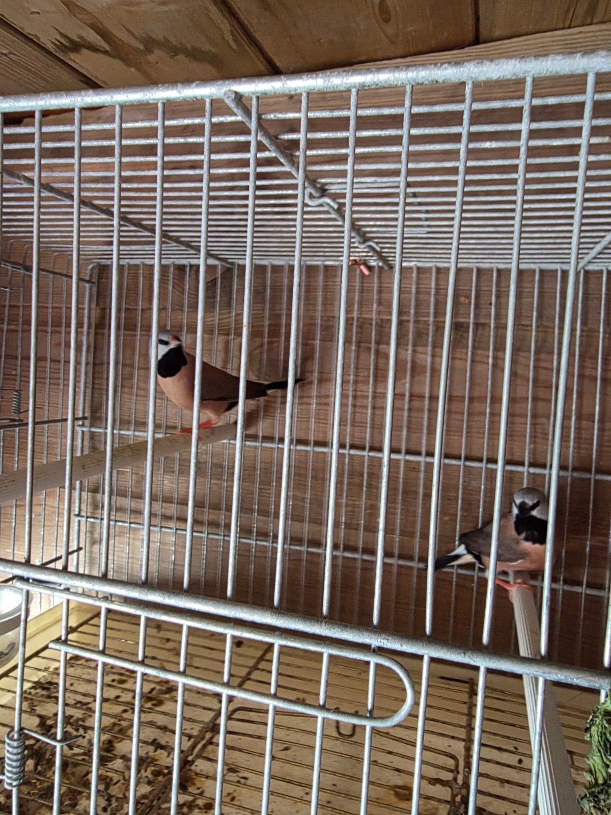 mooi koppel een jaar, Dieren en Toebehoren