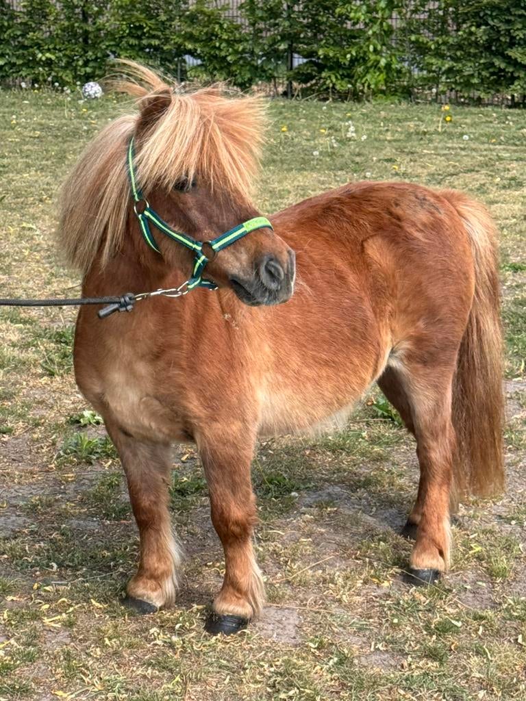 💙🩵💙brave vos ruin!gezelschap ls ruin 13 jaar💙🩵💙, Met stamboom, Ruin, A pony (tot 1.17m), 7 tot 10 jaar