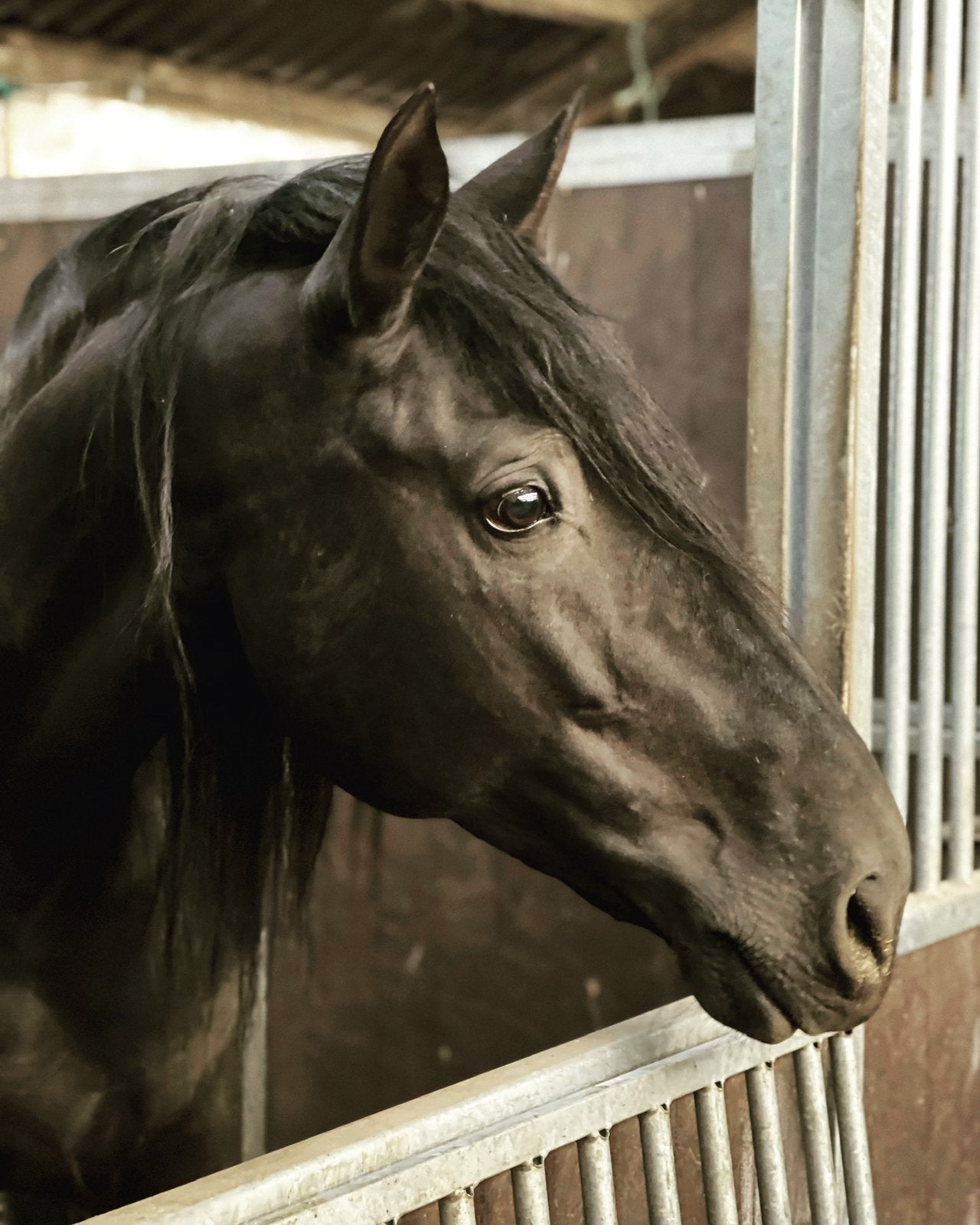 Zeldzame buitenkans - prachtige PRE hengst, Dieren en Toebehoren, Met stamboom, M, Dressuurpaard, Hengst