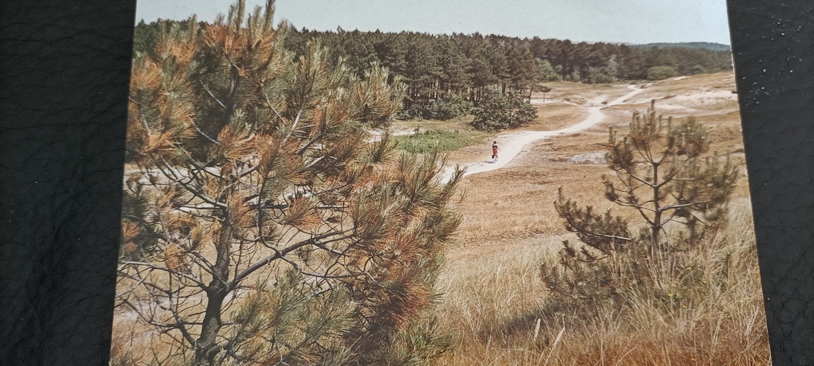 Appelscha. De Roggeberg 1972, Ophalen of Verzenden, 1960 tot 1980, Gelopen, Friesland