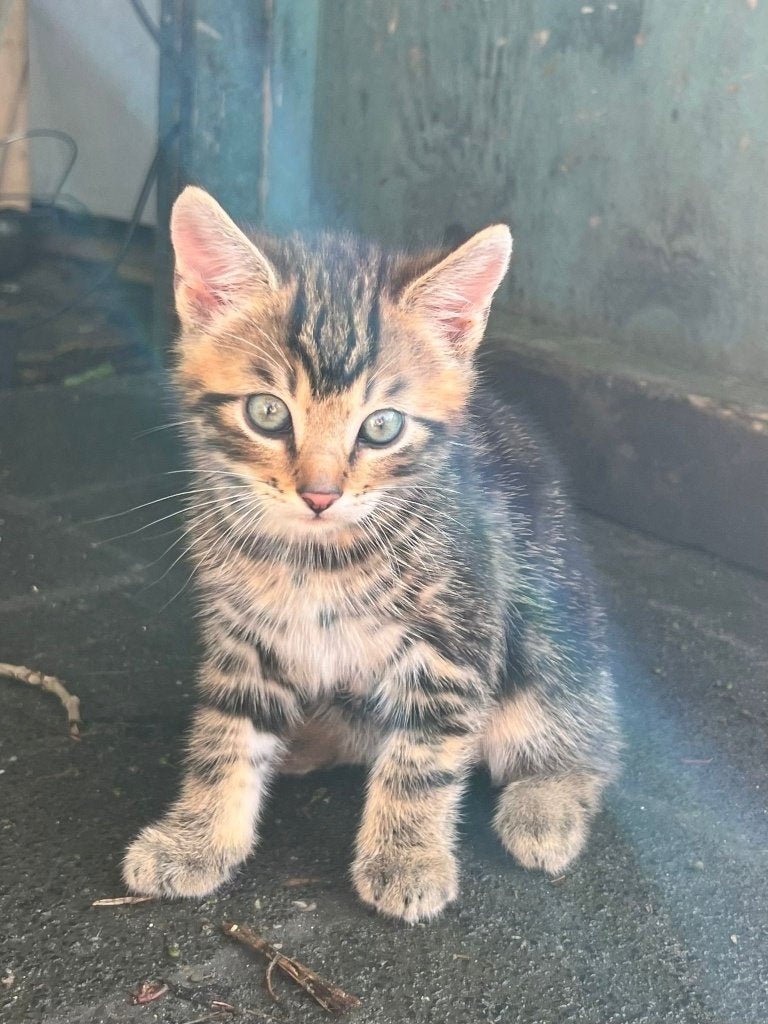 kitten te koop, Dieren en Toebehoren, Katten en Kittens | Raskatten | Korthaar, Kater, 0 tot 2 jaar, Met stamboom