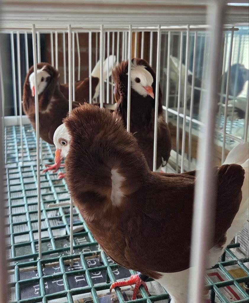 Jonge Oud Hollandse Kapucijnduiven te koop