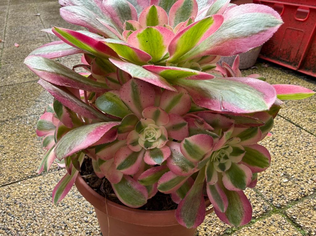 Aeonium Pink Witch/pot 16cm/vetplant/succulent, Ophalen of Verzenden, Halfschaduw, Minder dan 100 cm