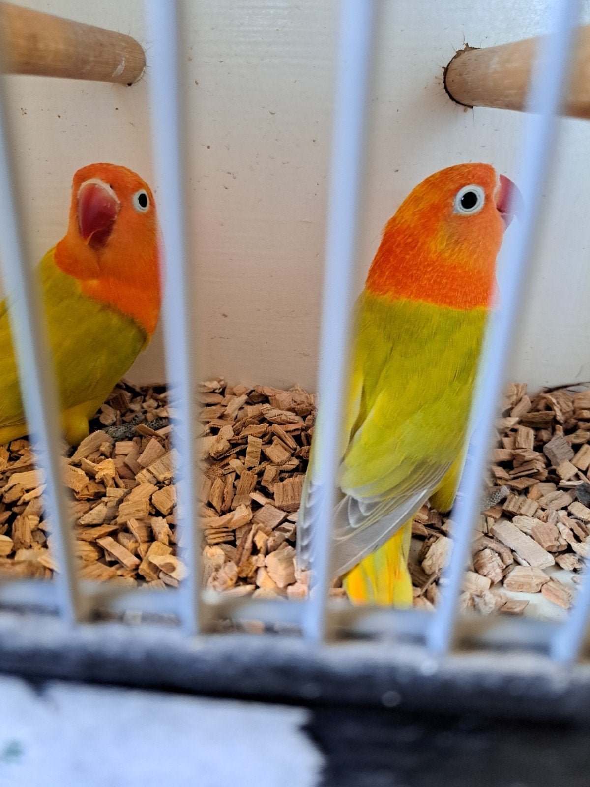 Agapornis Ficheri Opaline/ Lutino x Opaline Dilute/ Lutino, Meerdere dieren, Dwergpapegaai of Agapornis
