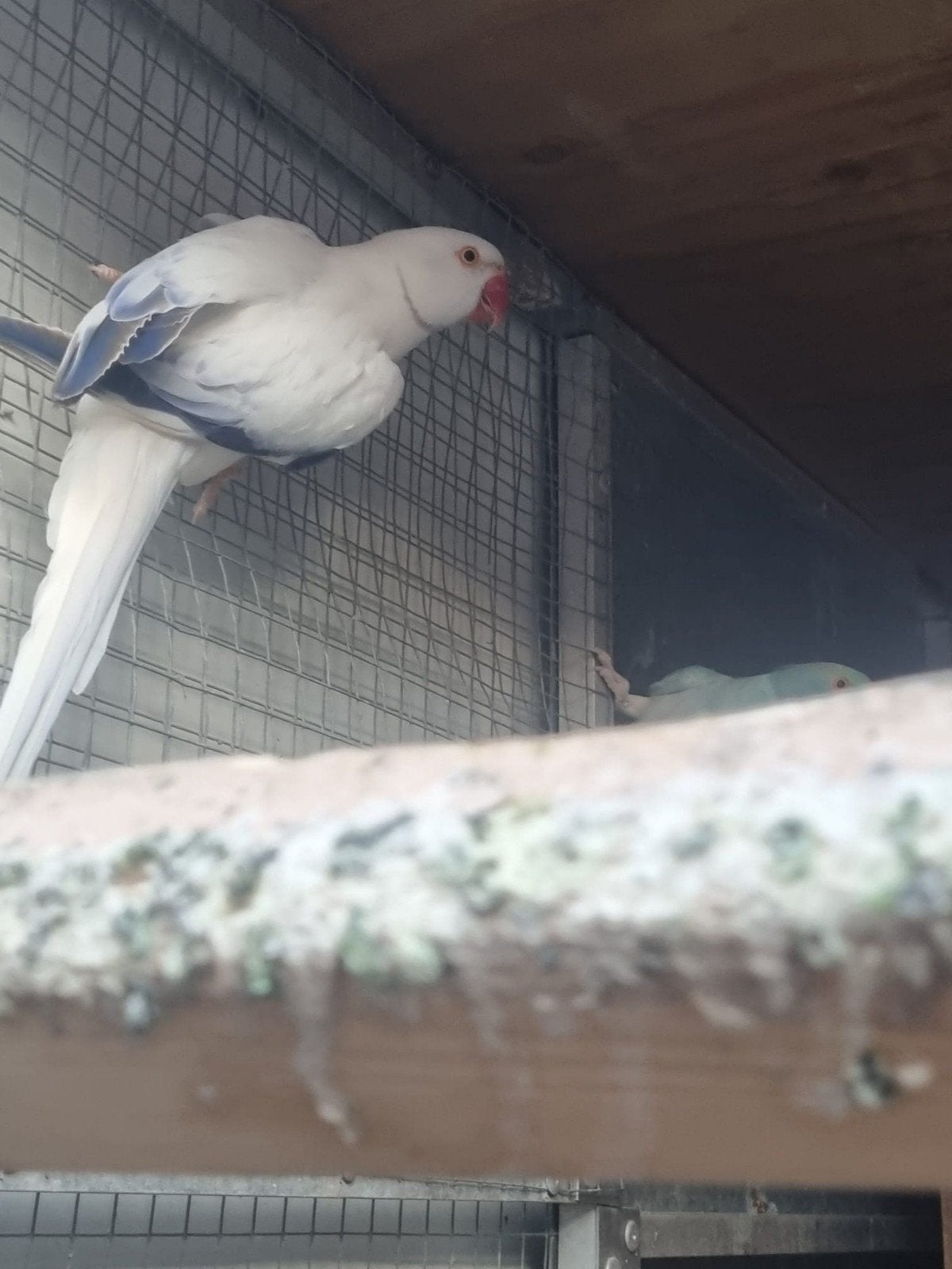 halsbanden, Dieren en Toebehoren, Meerdere dieren, Parkiet