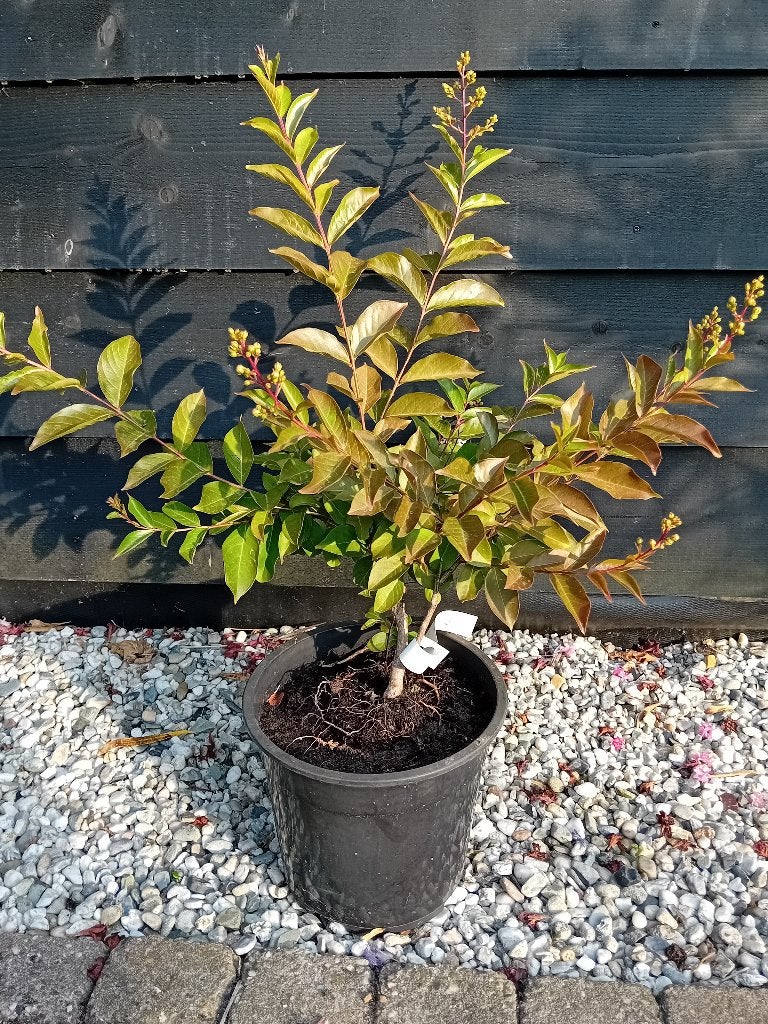 Lagerstroemia Natchez, Tuin en Terras, Overige soorten, Volle zon, Vaste plant, Ophalen of Verzenden