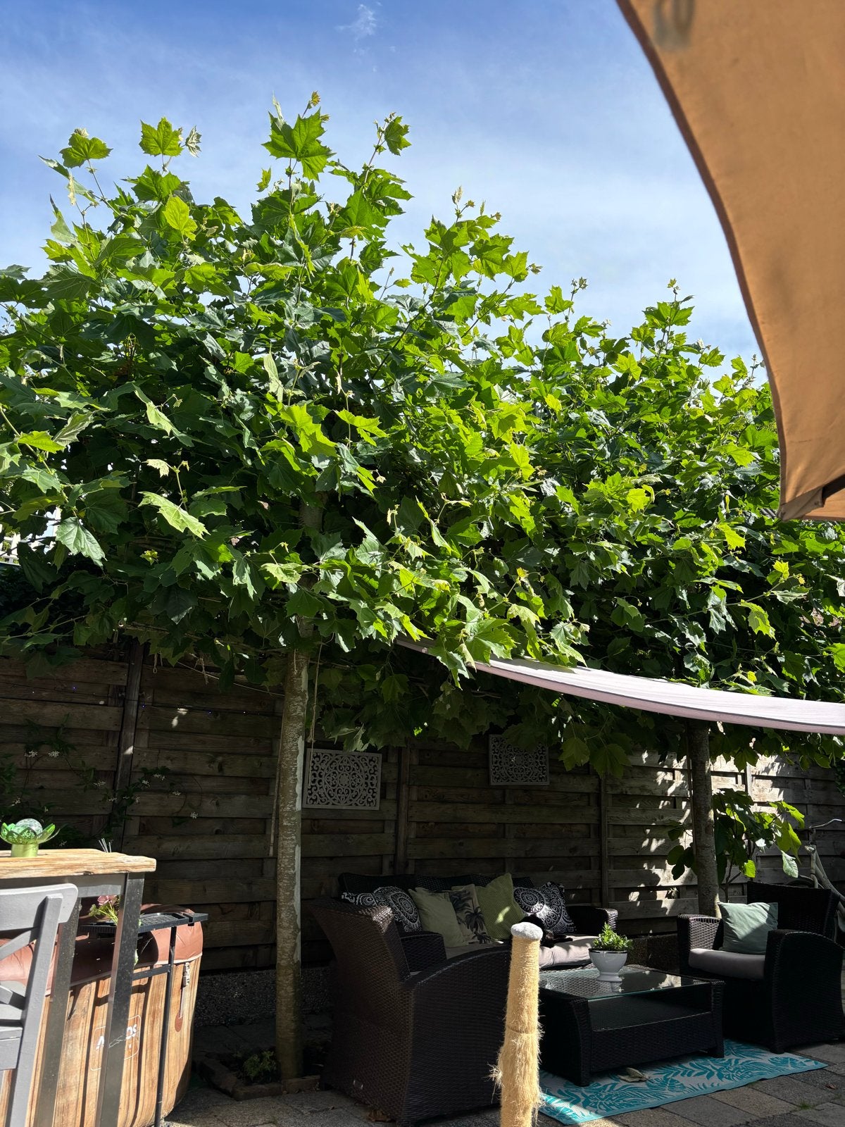 Grote plataan boom voor schaduwrijke tuin, Tuin en Terras, Volle zon, Vaste plant, Bloeit niet, Ophalen