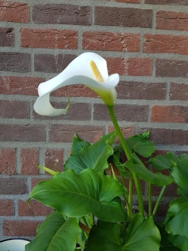 Witte aronakelk calla Zantedeshia calla wit 4 voor 10 euro, Overige soorten, Volle zon, Vaste plant, Ophalen of Verzenden