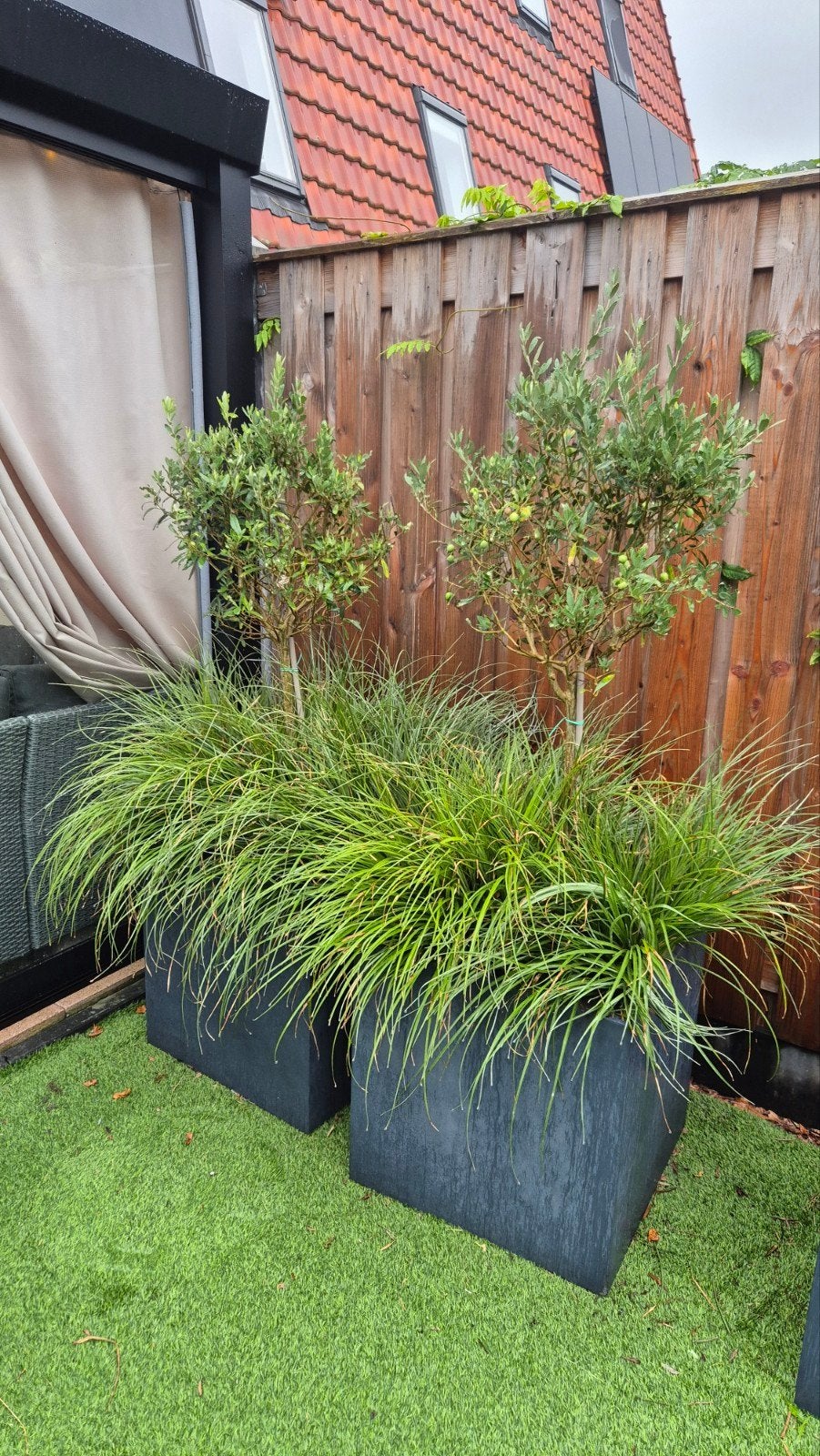 Twee Olijfbomen in Potten met Siergras, Lente, 100 tot 250 cm, Olijfboom, Ophalen