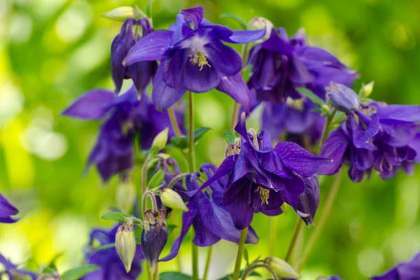 Bio zaden Wilde akelei - Aquilegia vulgaris | Inheems, Verzenden, Voorjaar, Halfschaduw, Zaad