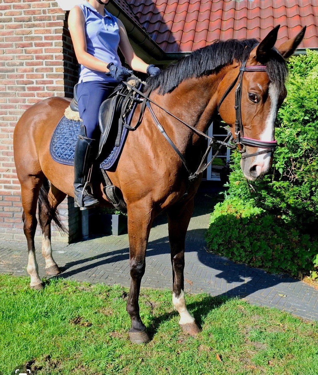 Brave 8jr allrounder 1,62m( recreatie, manege, buitenritten), Dieren en Toebehoren, Merrie, 7 tot 10 jaar, 160 tot 165 cm, Recreatiepaard
