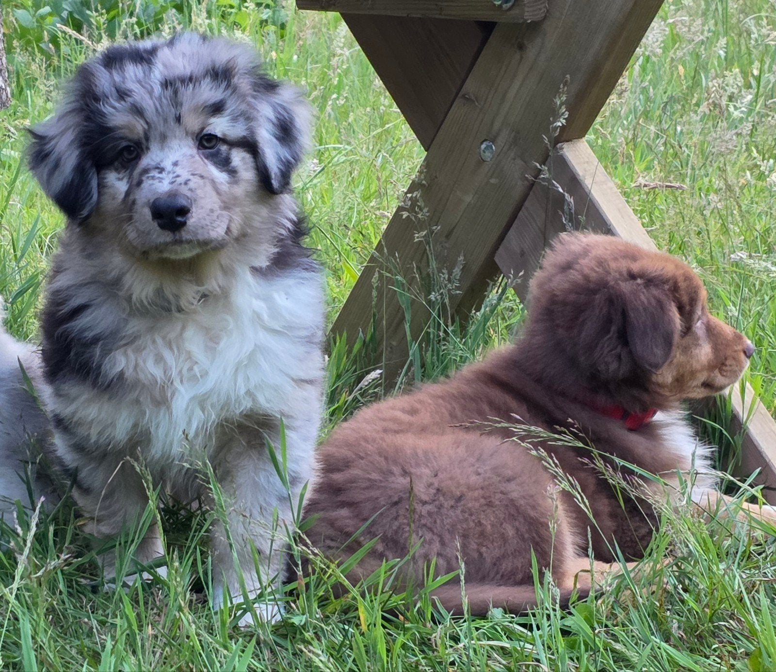 Zorgvuldig gefokte Australian Shepherd pups beschikbaar, Parvo, 8 tot 15 weken, Meerdere, Meerdere dieren