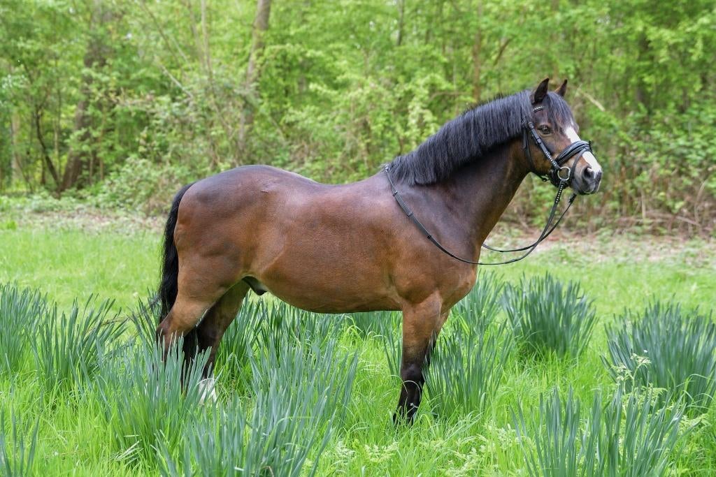 Allround Welsh pony met A-premie!, Dieren en Toebehoren, Pony's, Ruin, B pony (1.17m tot 1.27m), 11 jaar of ouder, Recreatiepony
