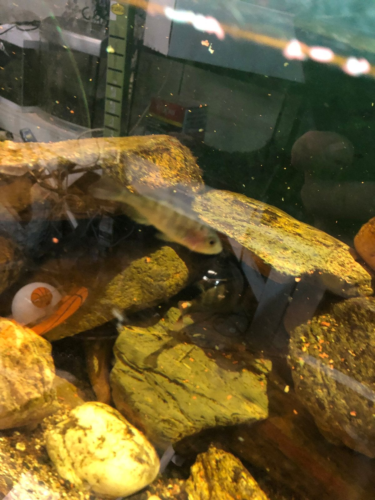Malawi cicliden, Dieren en Toebehoren, Vissen | Aquariumvissen, Vis